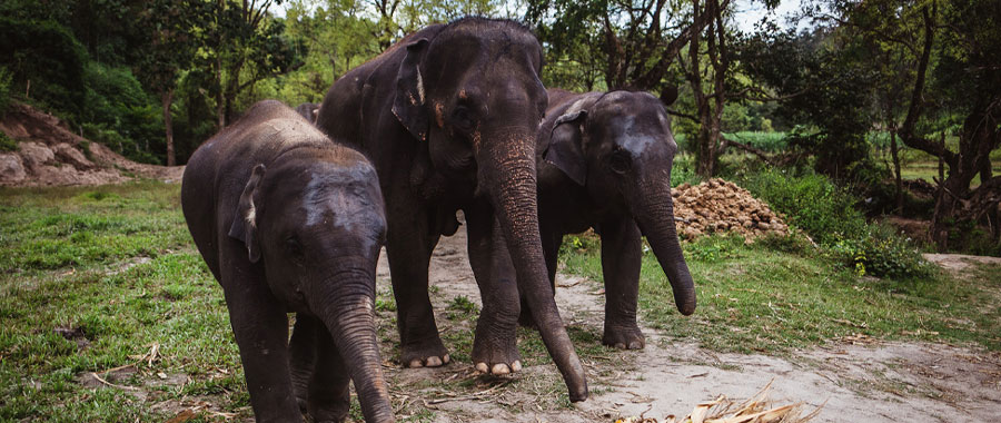 Jaldapara Wildlife Sanctuary