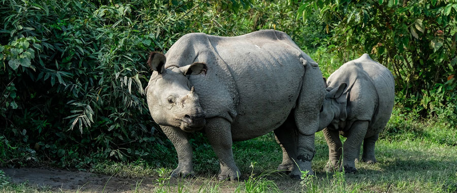 Kaziranga National Park