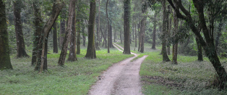 Gorumara National Park